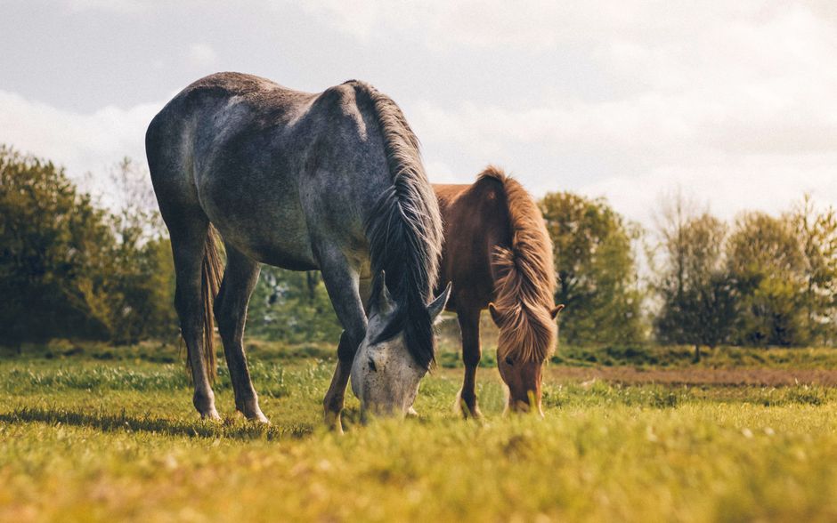 Modern paardenbehang met stijlvolle silhouetten. Modern paardenbehang met stijlvolle silhouetten.