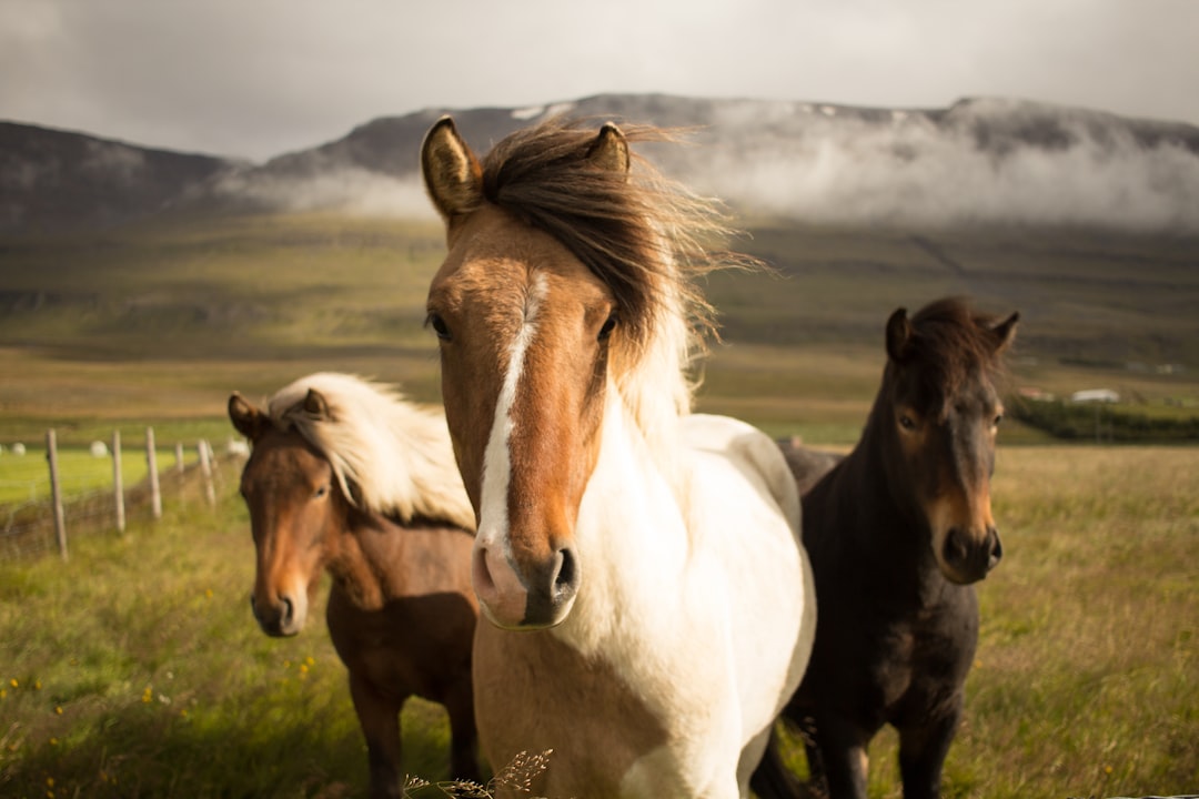 De comeback van paardenkunst: inspirerende ideeën voor paardenbehang