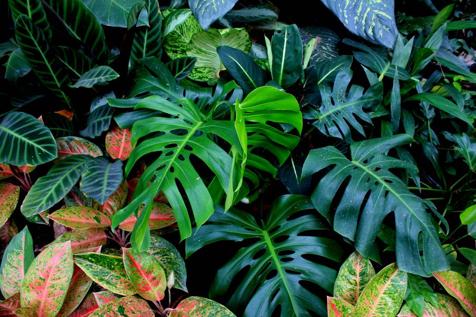 Vredige jungle landschapsmuur met waterval.