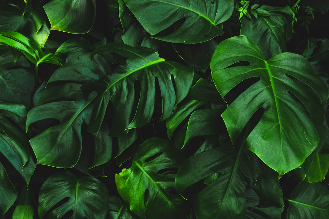 Jungle fotobehang: creëer een groene oase in je eigen huis
