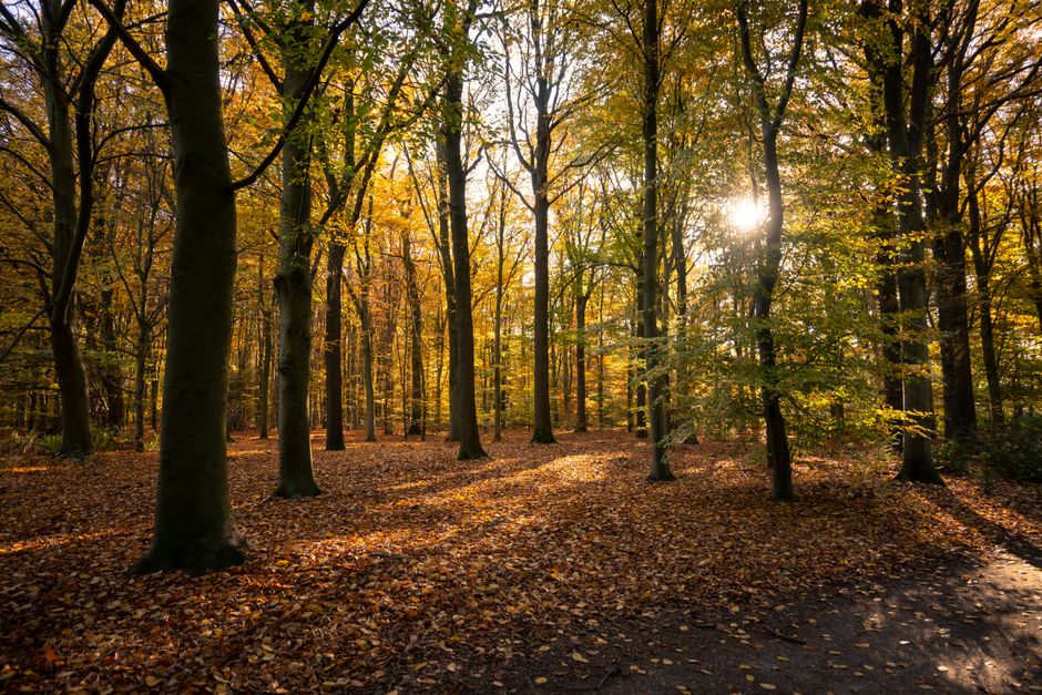 Caravan gordijnen met herfstmotieven: knusse reiservaringen creëren