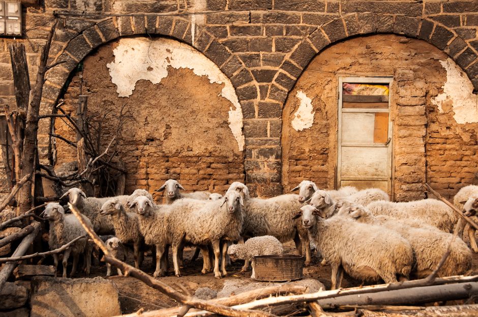 Schaapskunst boven rustiek houten dressoir. Schaapskunst boven rustiek houten dressoir.